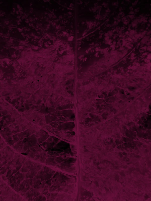FOLHA MAGENTA 6