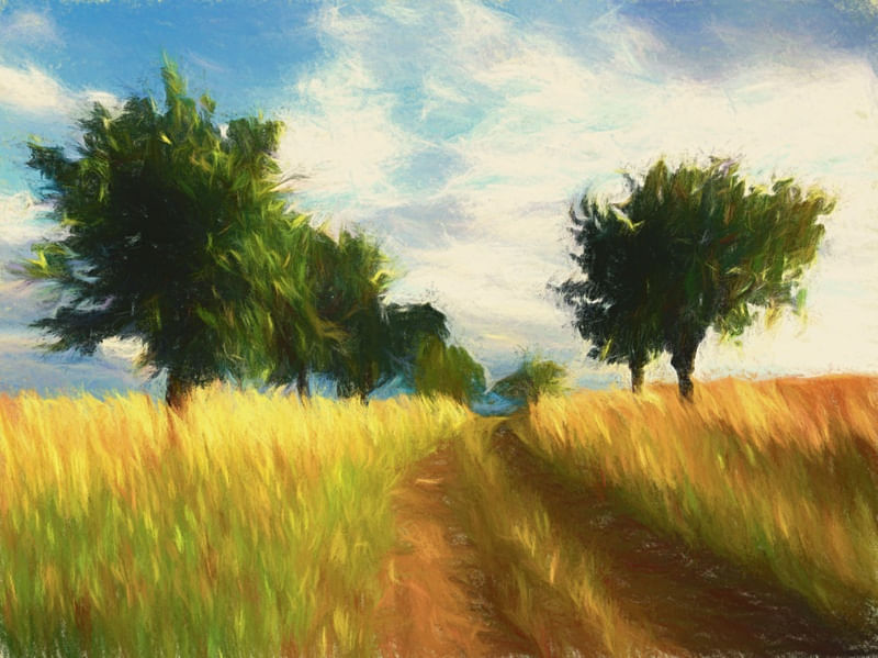 CAMPO AO AMANHECER 2