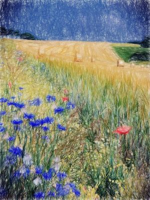 CAMPO FLORIDO 3