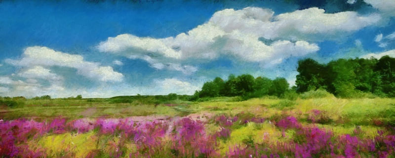 CAMPO FLORIDO AO AMANHECER