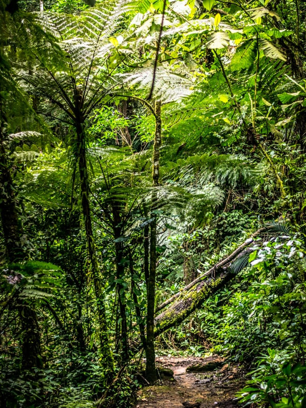 FLORESTA VERDE I