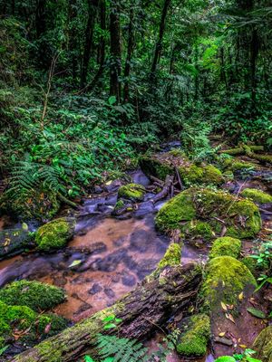 FLORESTA VERDE II