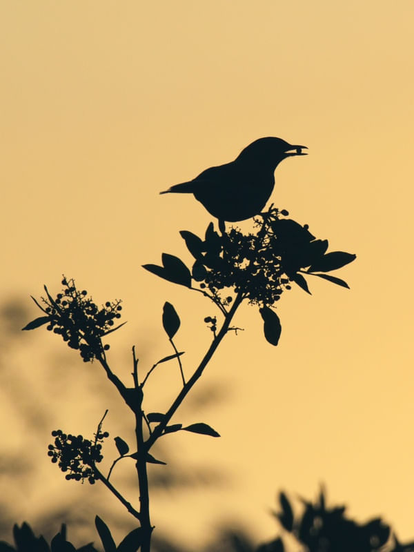 SILHUETA NO FIM DE TARDE