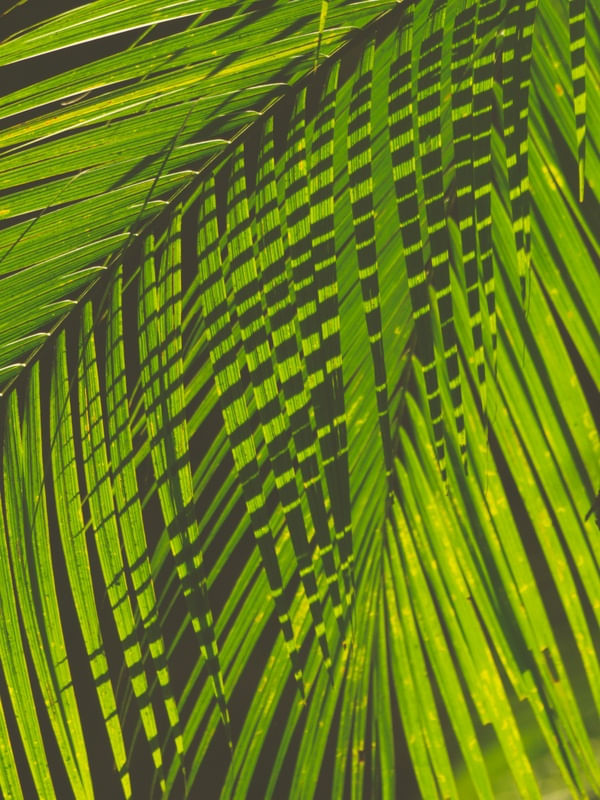 PALMEIRA NA FLORESTA