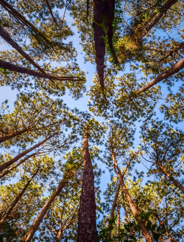 OLHANDO PARA CIMA NO BOSQUE