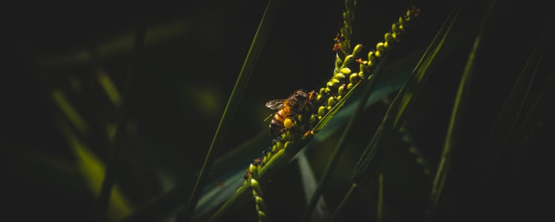 ABELHA COM PÓLEN - HORIZONTAL