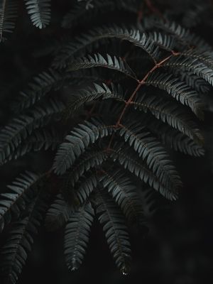 DARK FOREST