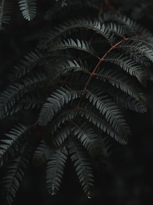 DARK FOREST
