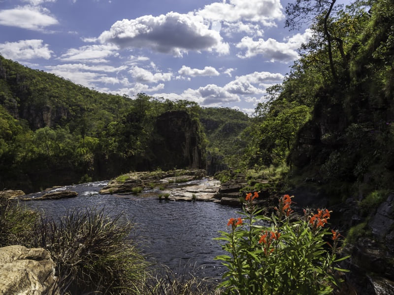 PAISAGEM VERDEJANTE