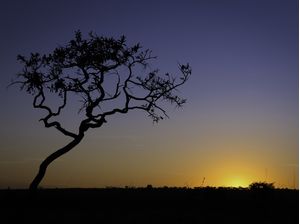 UMA REVERÊNCIA AO SOL