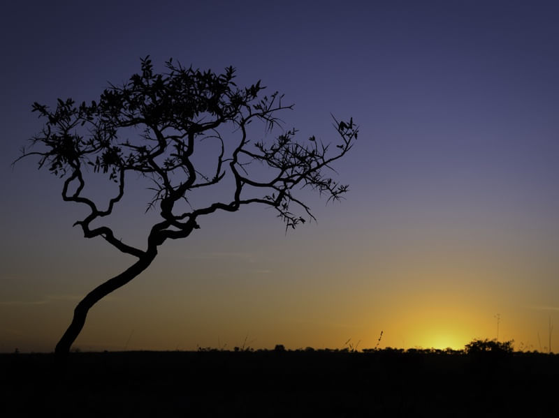 UMA REVERÊNCIA AO SOL