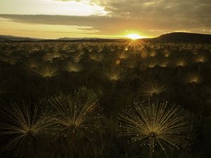 NO CAMPO DOS SONHOS