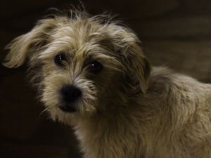 CURIOSIDADE DE CACHORRO
