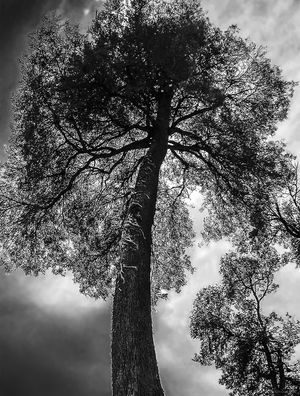 ÁRVORES QUE TOCAM O CÉU