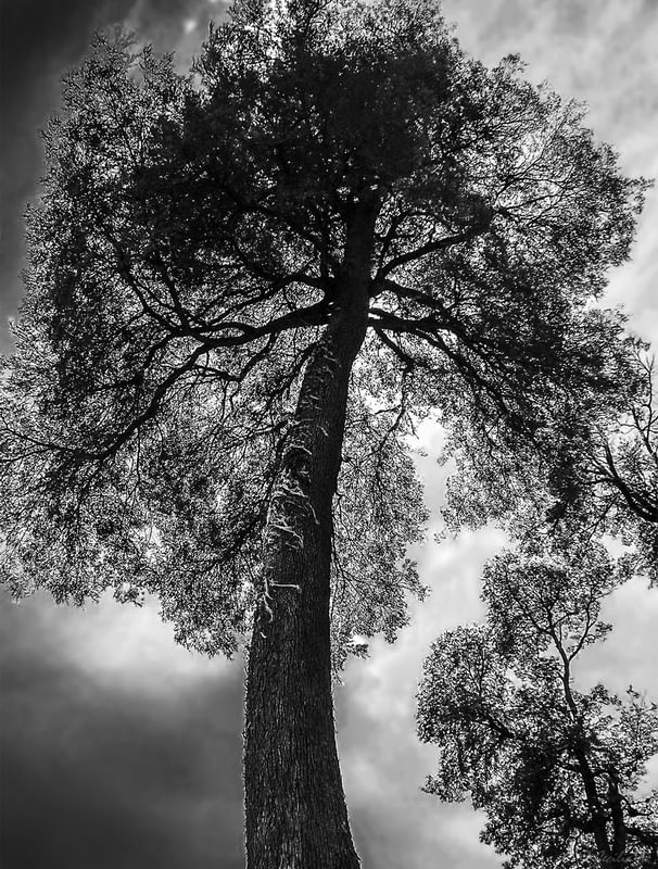 ÁRVORES QUE TOCAM O CÉU