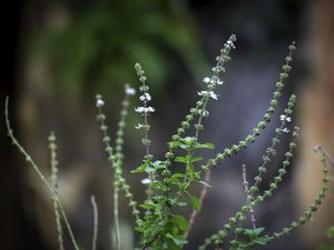PÉROLAS VEGETAIS