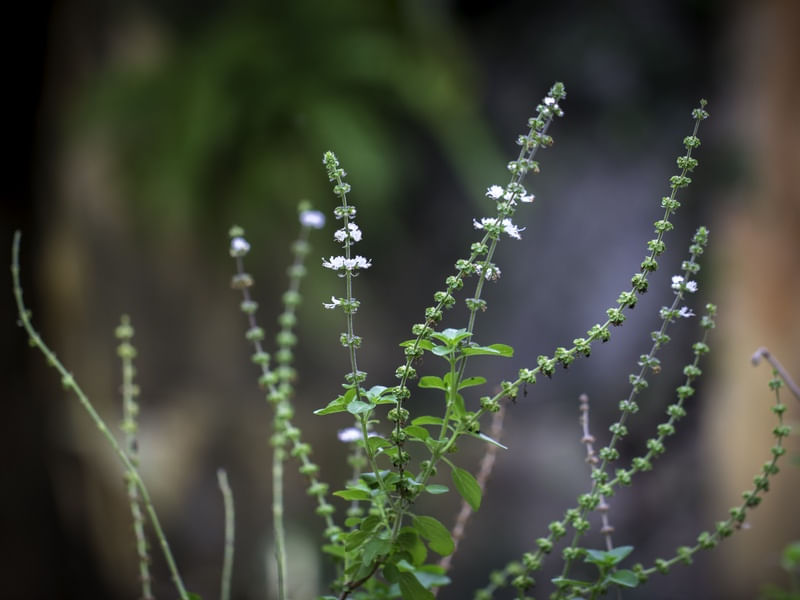 PÉROLAS VEGETAIS