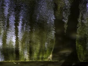 ÁGUAS: 5. FLORESTA ENCANTADA