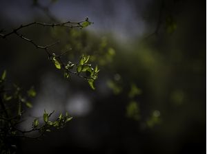 BORBOLETAS DE LUZ