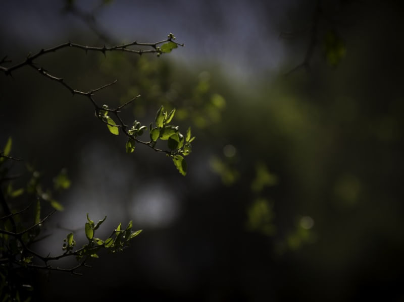 BORBOLETAS DE LUZ