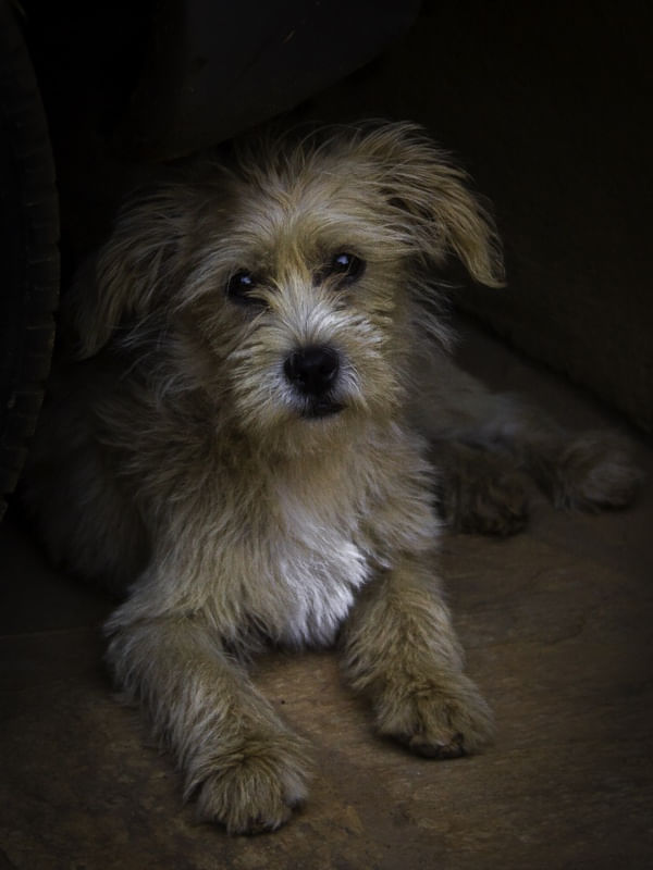PENSAMENTOS DE CACHORRO