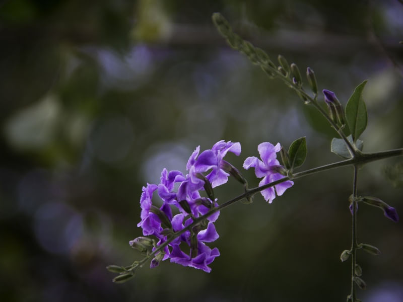 VIOLETA SOBRE VERDE