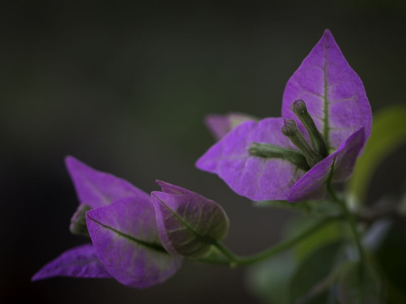 SUAVIDADE EM VIOLETA