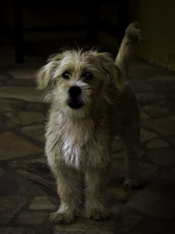 HORA DE PASSEAR!