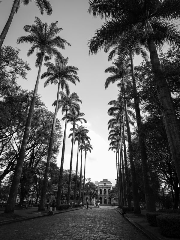 AS PALMEIRAS DA PRAÇA DA LIBERDADE