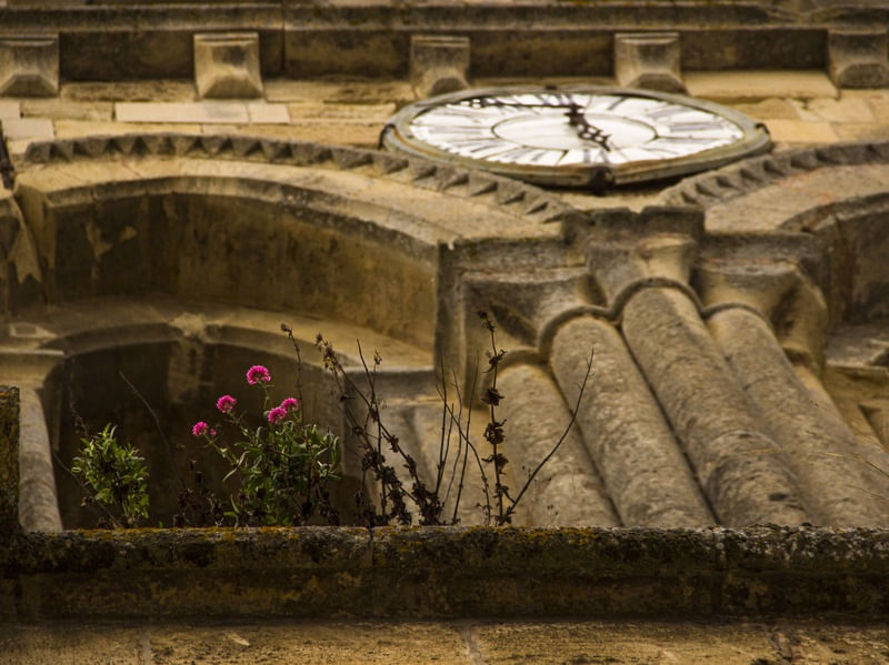 A HORA DAS FLORES
