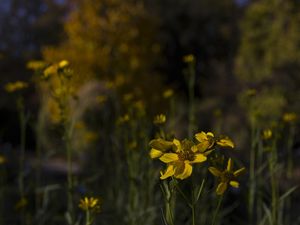 UM JARDIM SOLAR