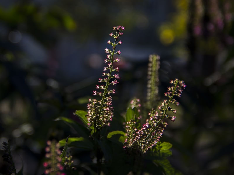 NA FLORESTA ENCANTADA