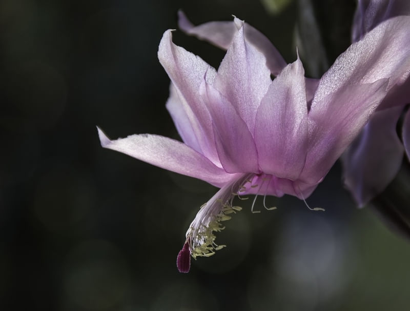 SEDA ROSA AO SOL DA MANHÃ