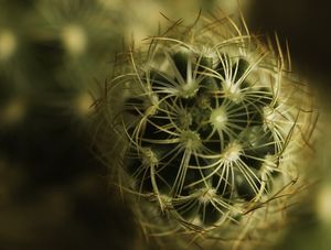 ESCUDO DE ESPINHOS