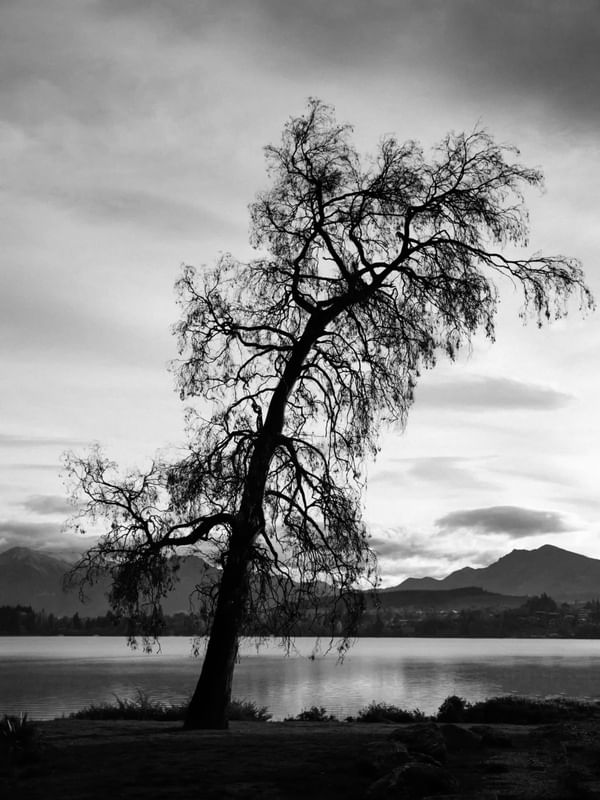 A OUTRA ÁRVORE DE WANAKA