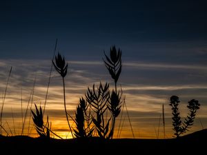 ALVORADA NO CERRADO