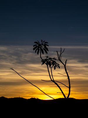 NASCER DO SOL NO CERRADO