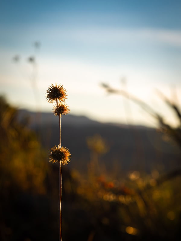 FLOR DO CERRADO EM CONTRALUZ