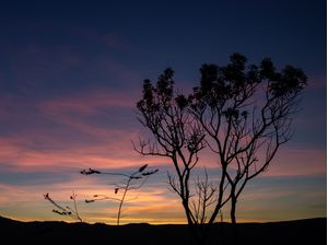 A HORA COR-DE-ROSA