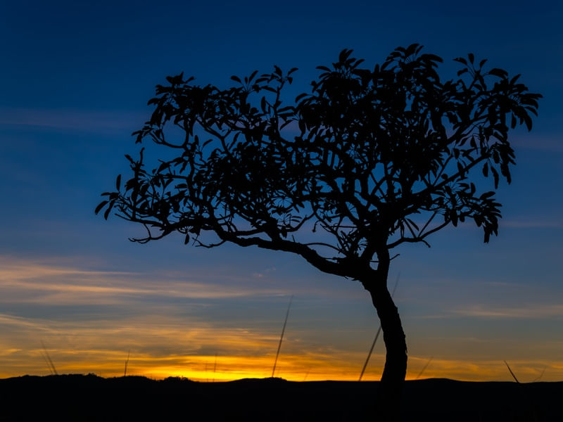 SILHUETA AO NASCER DO SOL