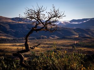 AS ÁRVORES TORCIDAS DO CERRADO