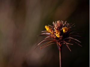 DESPRETENSIOSA