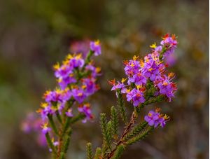 FLORES MULTICORES