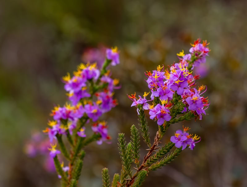 FLORES MULTICORES