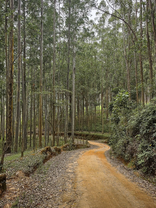 CAMINHO BUCÓLICO