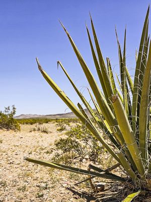 COLEÇÃO DESERTO - MOJAVE II