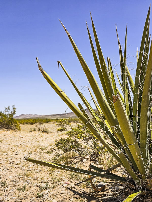 COLEÇÃO DESERTO - MOJAVE II