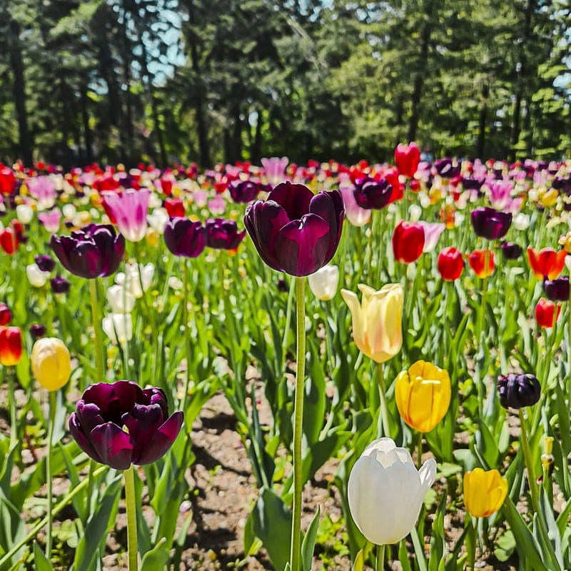 JARDIM DE TULIPAS - MONTREAL