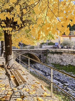 VARENNA GIALLA