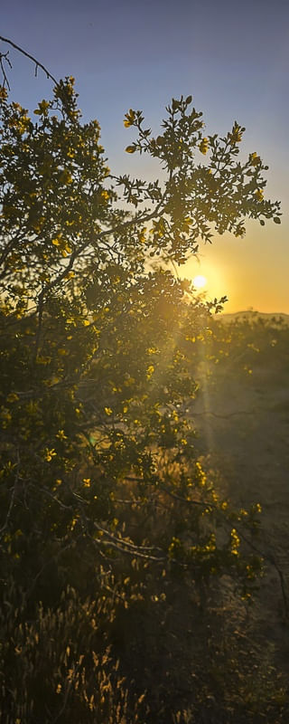 COLEÇÃO DESERTO - MOJAVE X